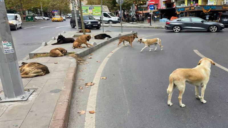 Sokak Köpekleri Yasası Uygulanmıyor!